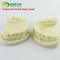 DENTAL05 (12564) Cavity Preparation Kiefer Modell für Dental Student Training